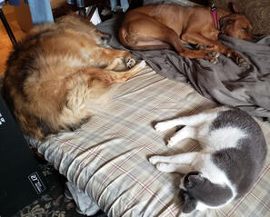 Snuggles, Sky, and MJ
